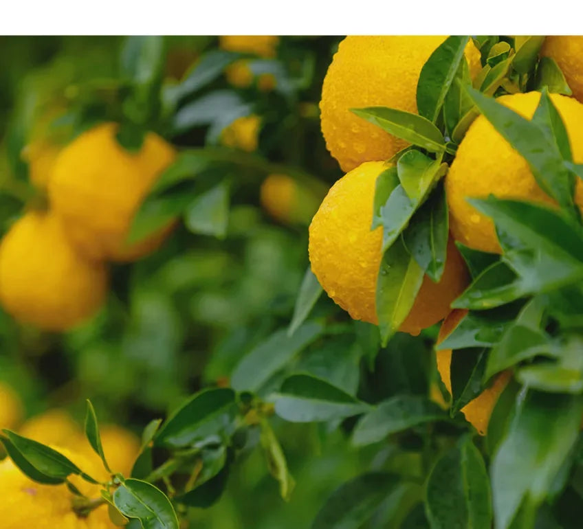 Yellow yuja citrus fruits among green leaves
