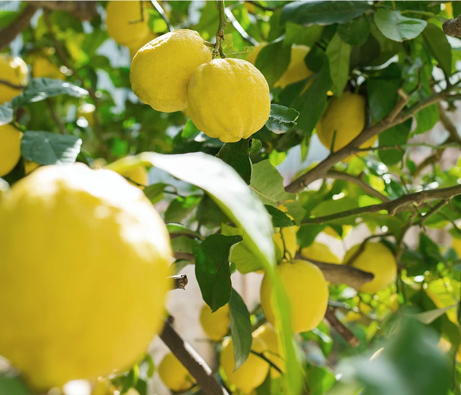 Yuja fruit ripening on the branch among green leaves