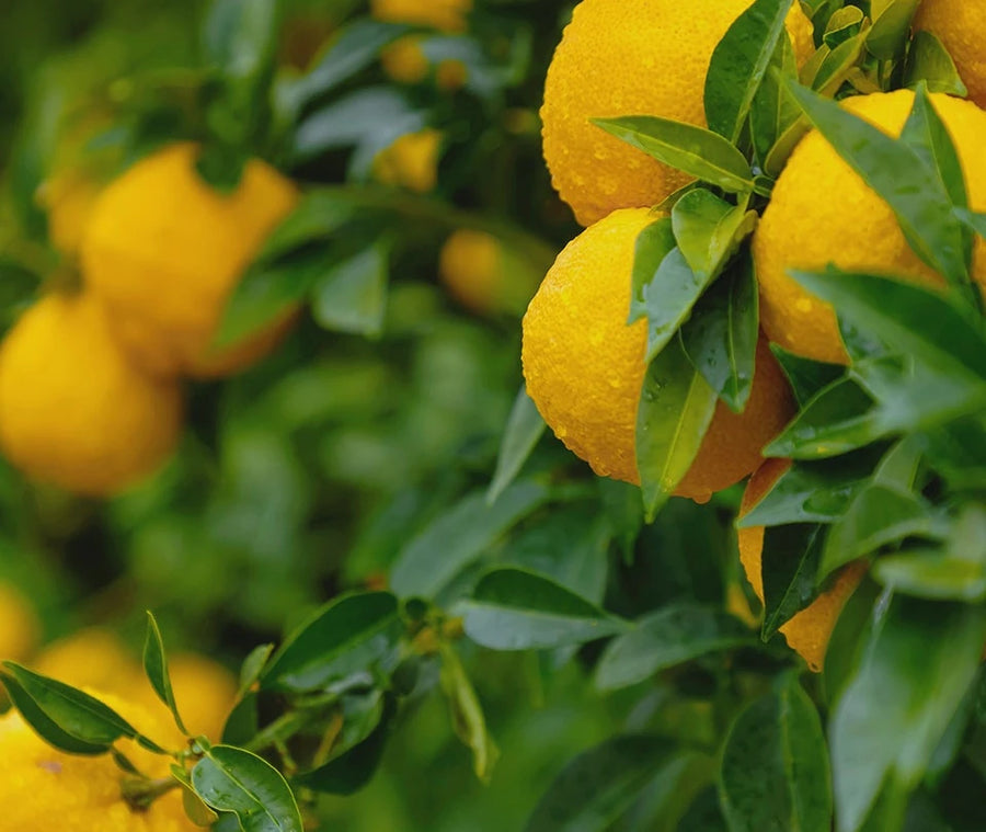Ripe yellow yuja fruit on the tree