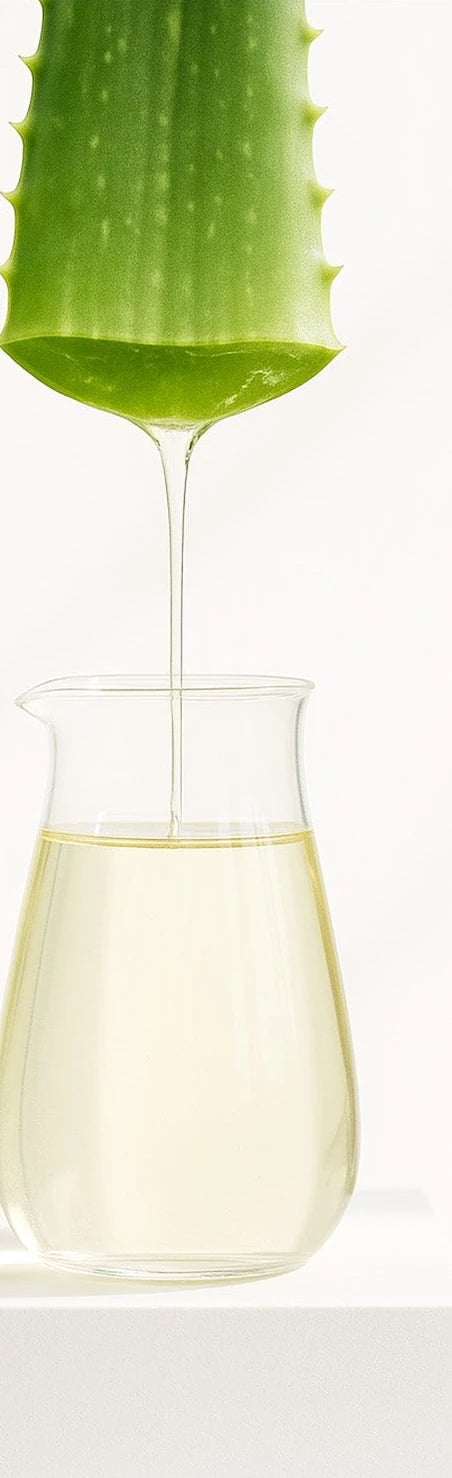 Cut aloe vera leaf dripping gel into a glass beaker