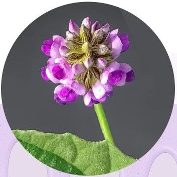 Purple Psoralea corylifolia flower, the source of bakuchiol