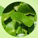 Centella asiatica leaves, one of the seven plants in ACZERO