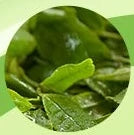 Green tea leaves, one of the seven plants in ACZERO