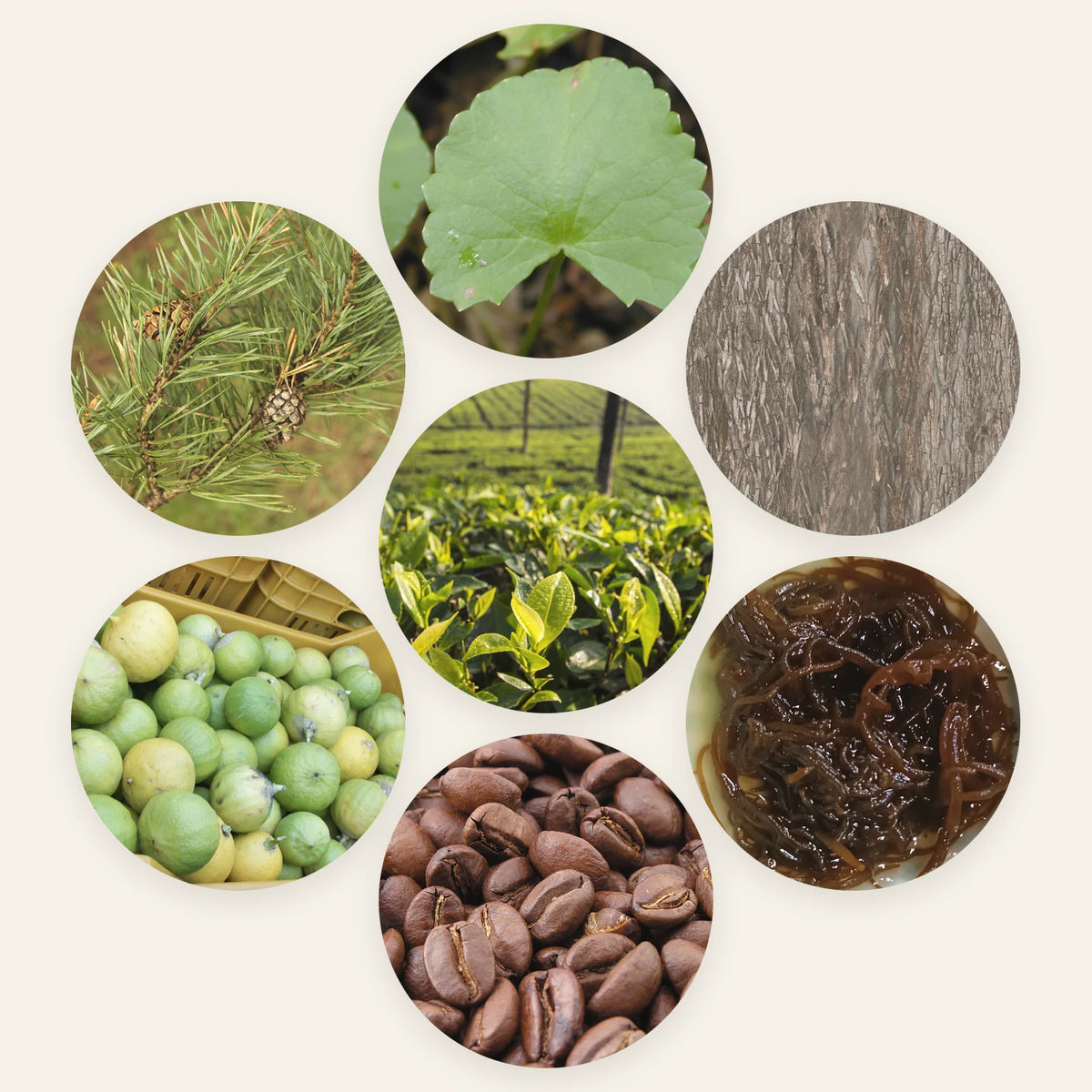 Seven round photos of the ACZERO plants: green tea leaves, centella leaf, white willow bark, mozuku brown seaweed, roasted coffee beans, bergamot fruit and pine needles