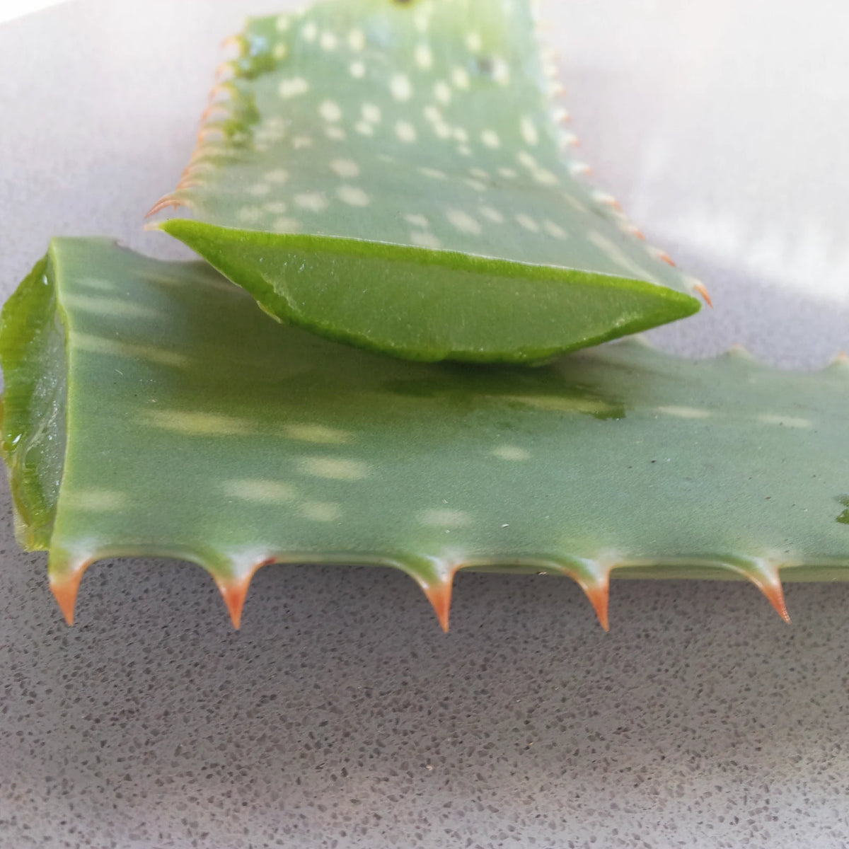 A freshly cut aloe vera leaf showing its clear inner gel