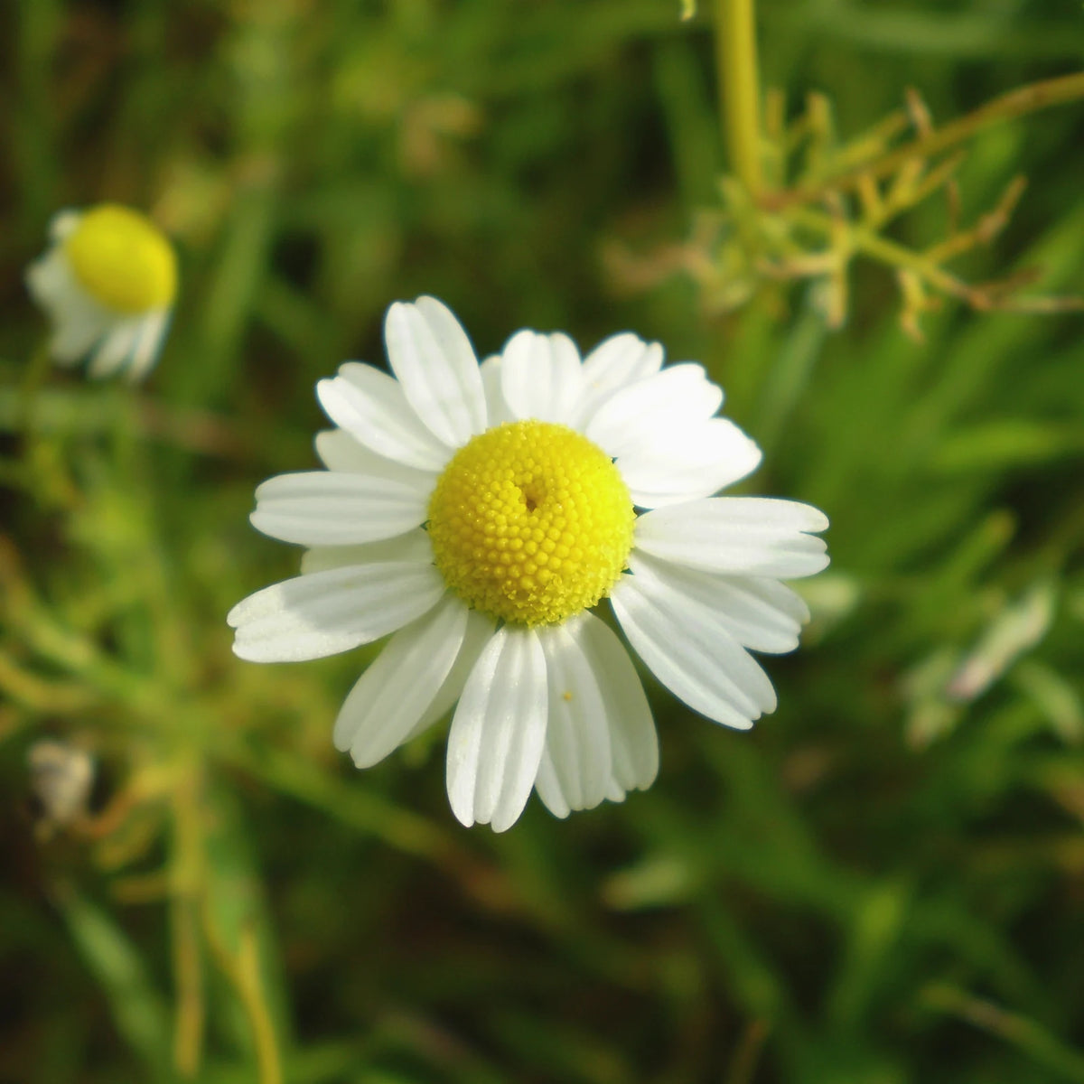 A single German chamomile flower, the plant alpha-bisabolol was first found in, with white petals and a yellow centre