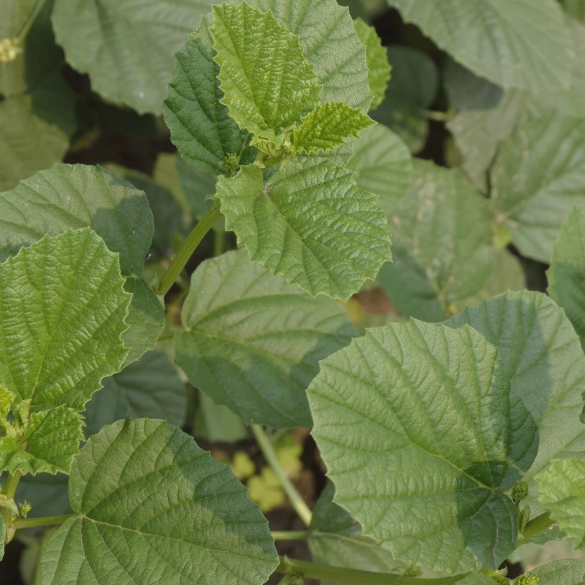 Fresh green leaves of Psoralea corylifolia (babchi), the plant whose seeds give bakuchiol