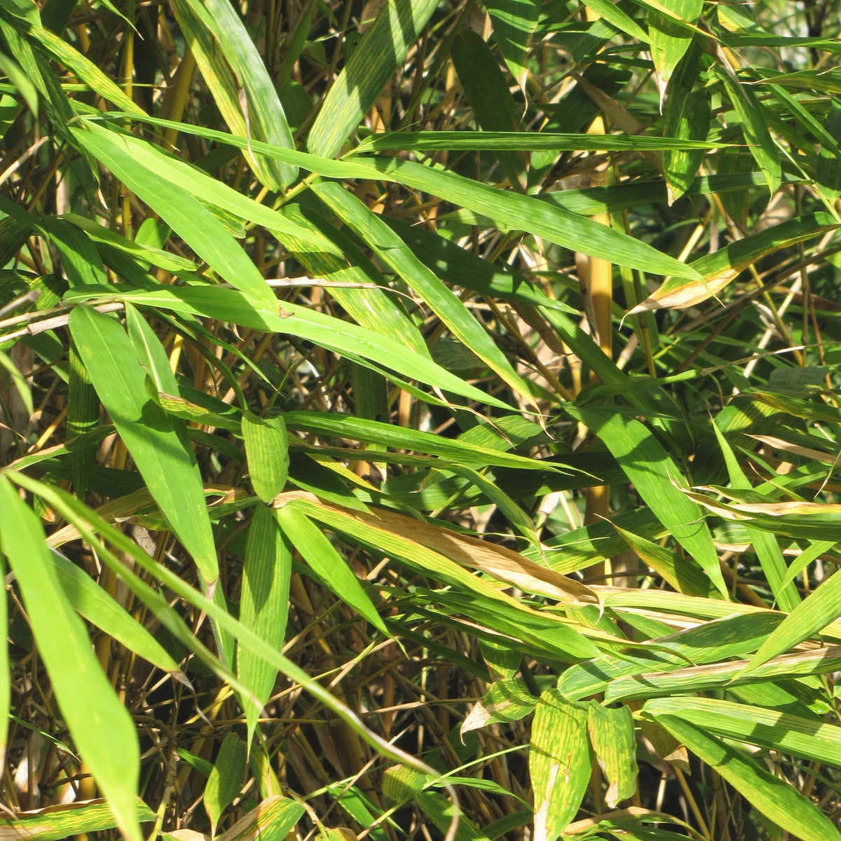 Fresh green bamboo leaves in soft daylight