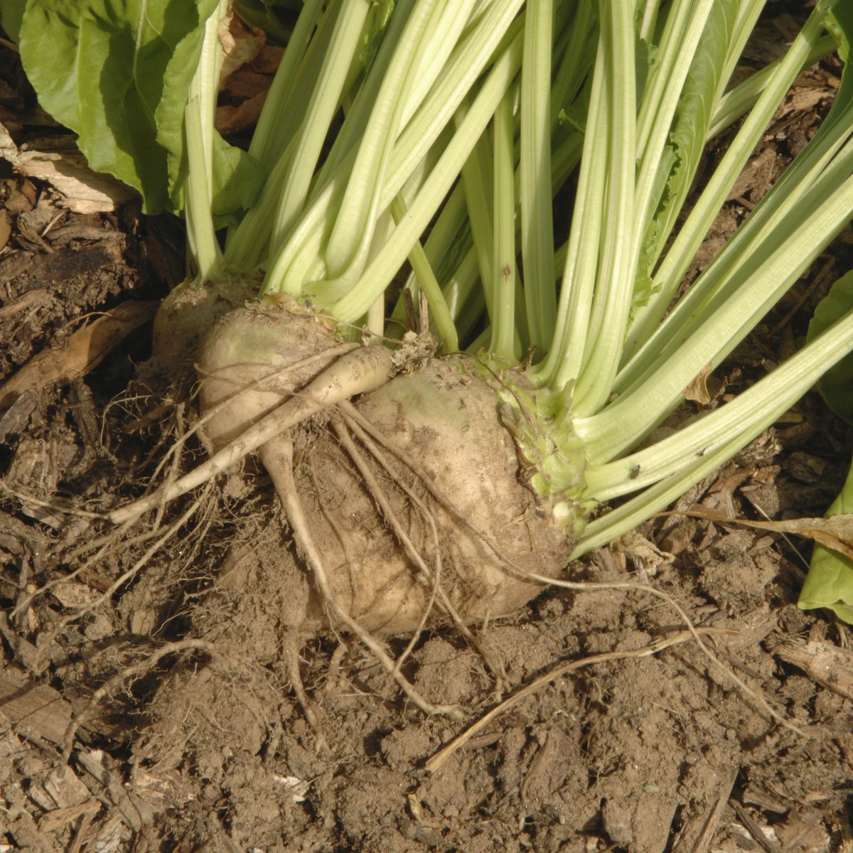 A sugar beet root with its green leaf stalks growing in the soil, the plant source of betaine