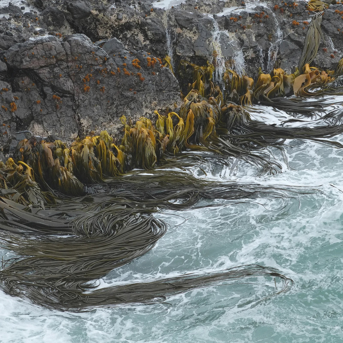 Brown kelp fronds growing on rocks and streaming in the sea surf