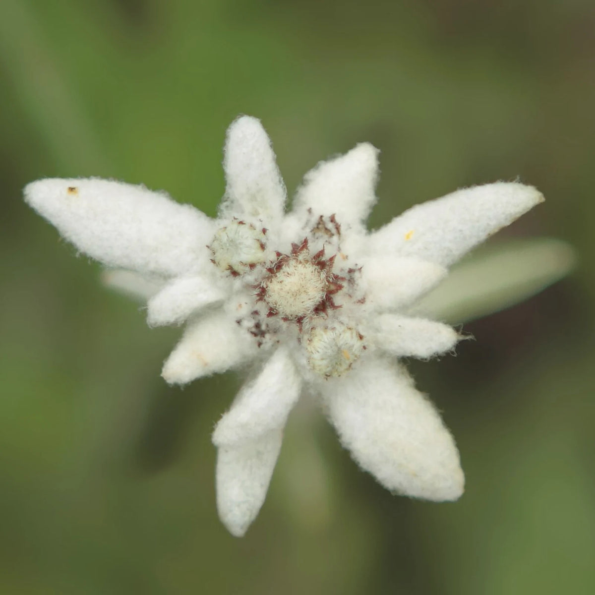 A single woolly white edelweiss flower (Leontopodium alpinum) against a soft green background