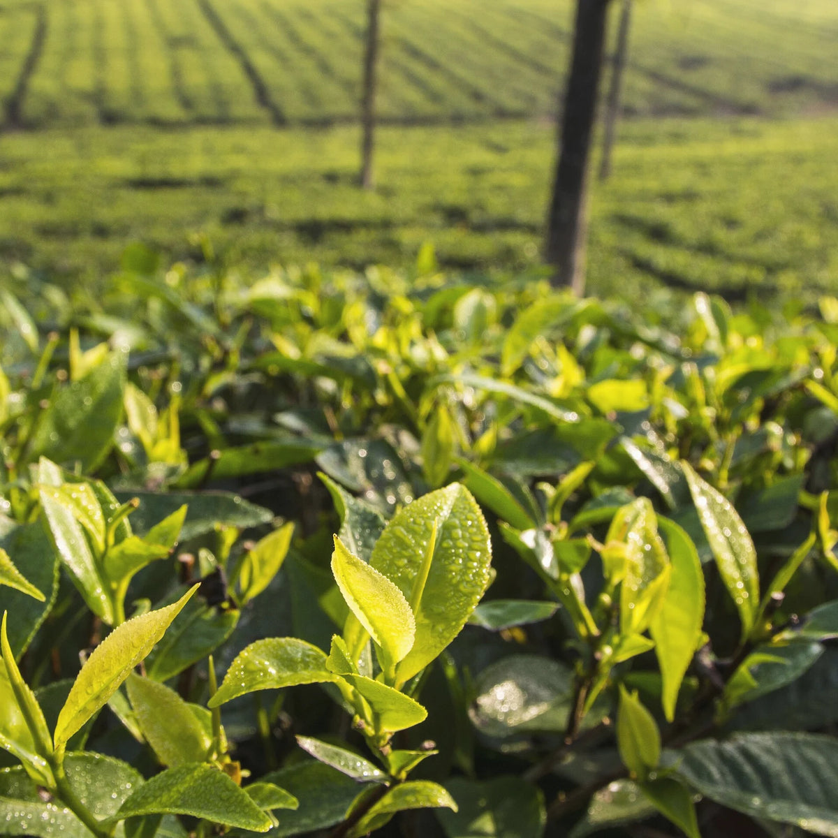 Rows of fresh green tea leaves (Camellia sinensis) on a tea plantation
