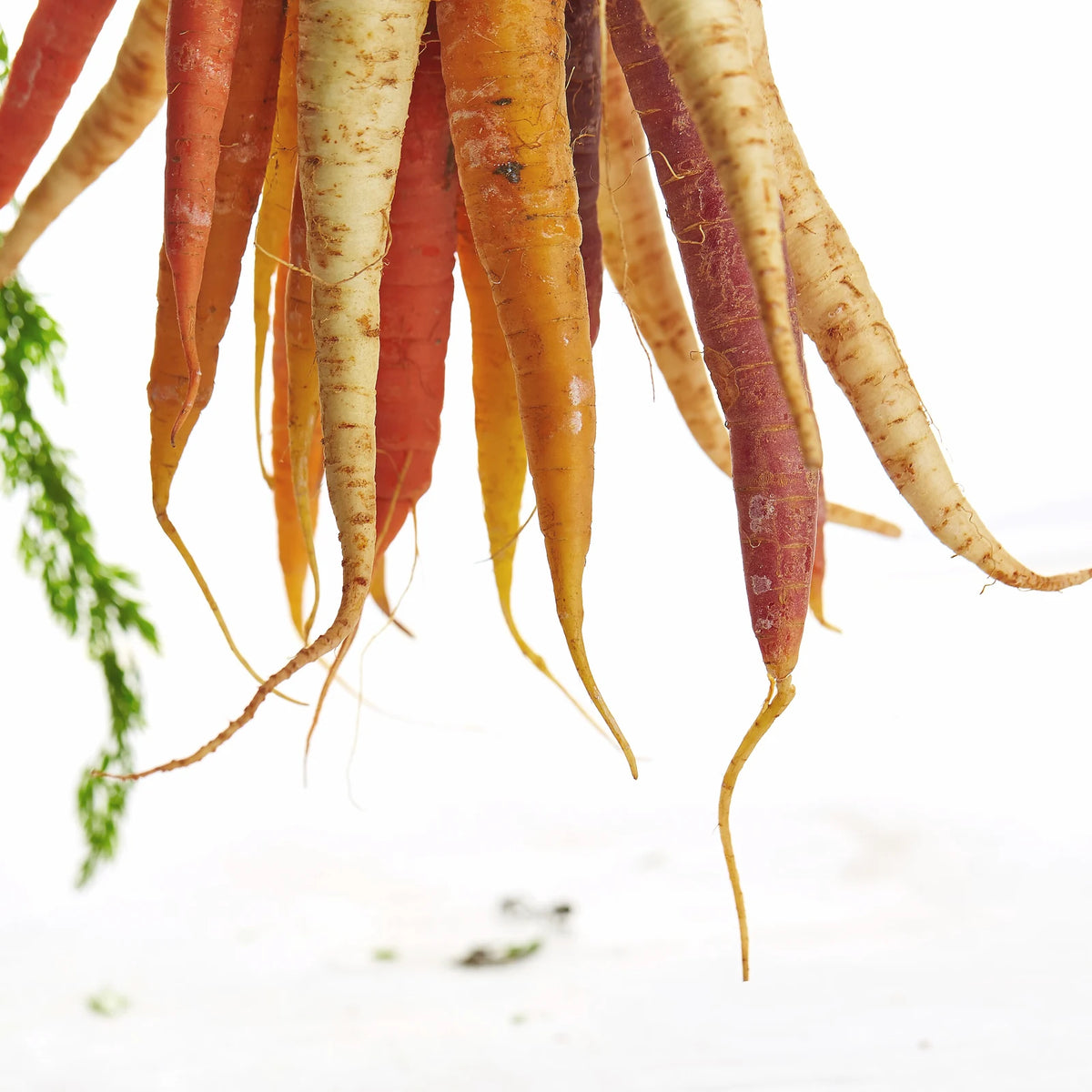 A bunch of fresh orange and purple carrots, the plant source of extensin, against a white background