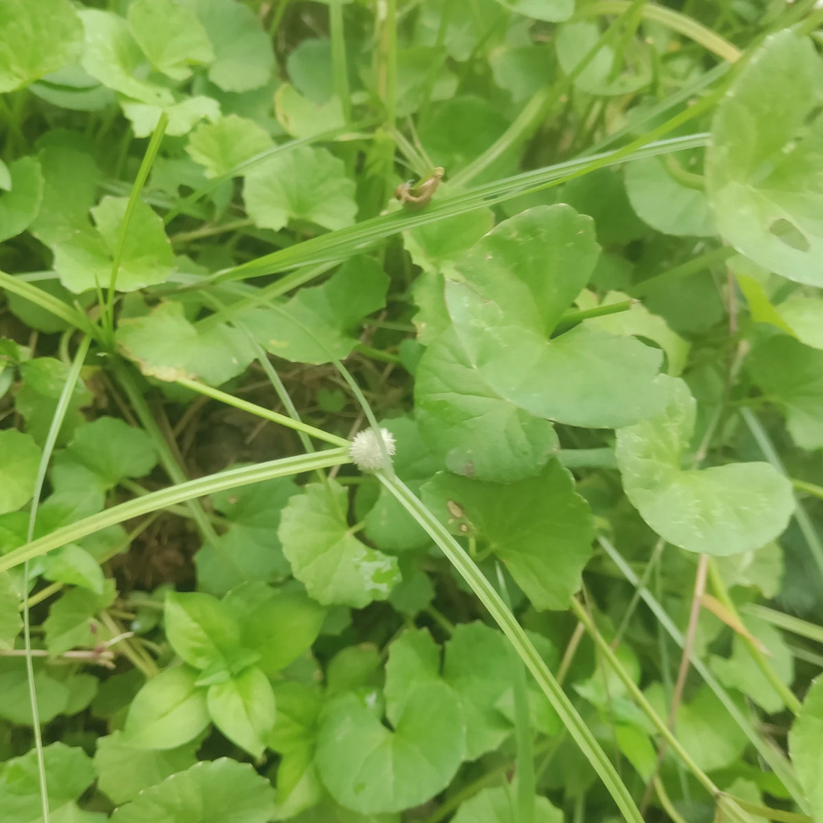 A lush patch of Centella asiatica (Indian pennywort), the plant madecassoside comes from, with round scalloped leaves