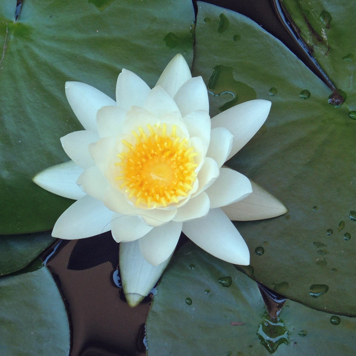 A white water lily (Nymphaea alba), one of the three botanicals in the MELAWAY complex, open on green lily pads
