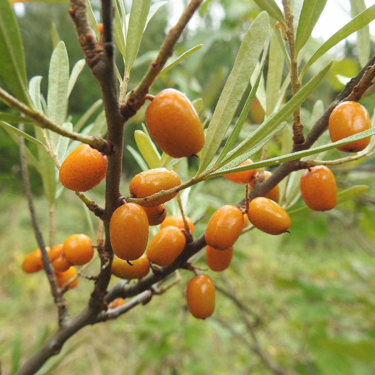 A sea buckthorn branch with bright orange berries and narrow silver-green leaves