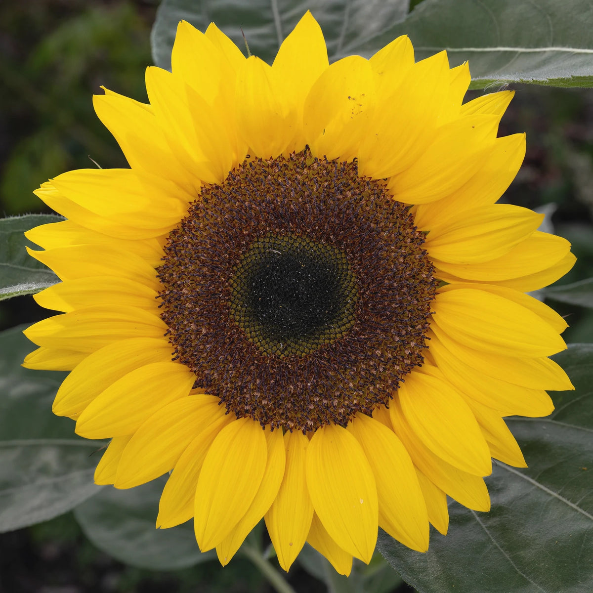 A bright yellow sunflower in full bloom, the plant whose seeds give sunflower seed oil
