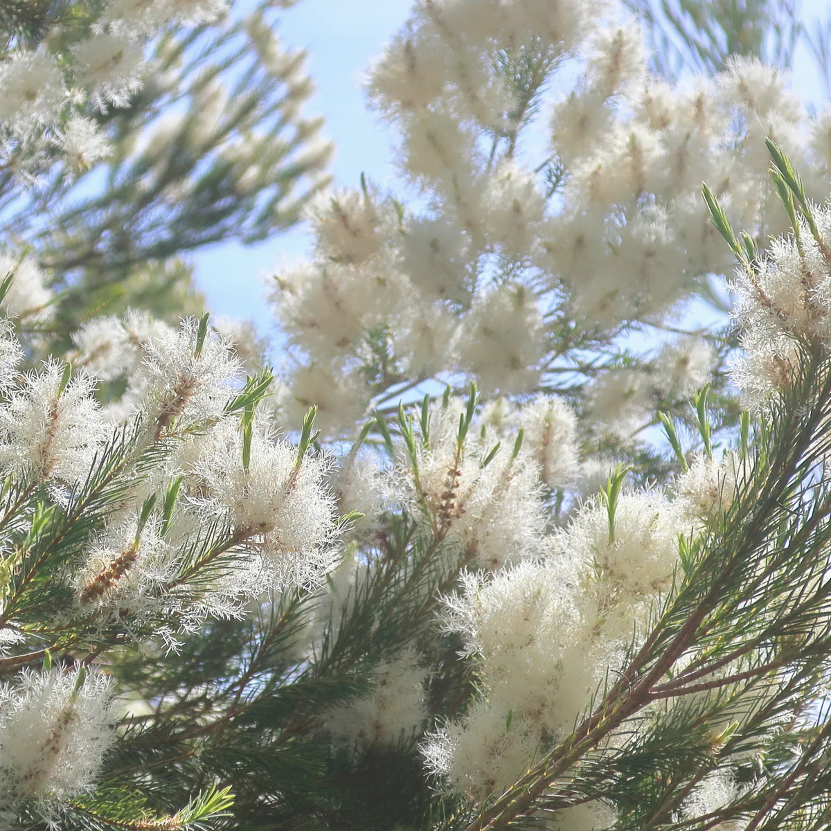 Fluffy white flowers and fine needle-like leaves of the Australian tea tree, Melaleuca alternifolia