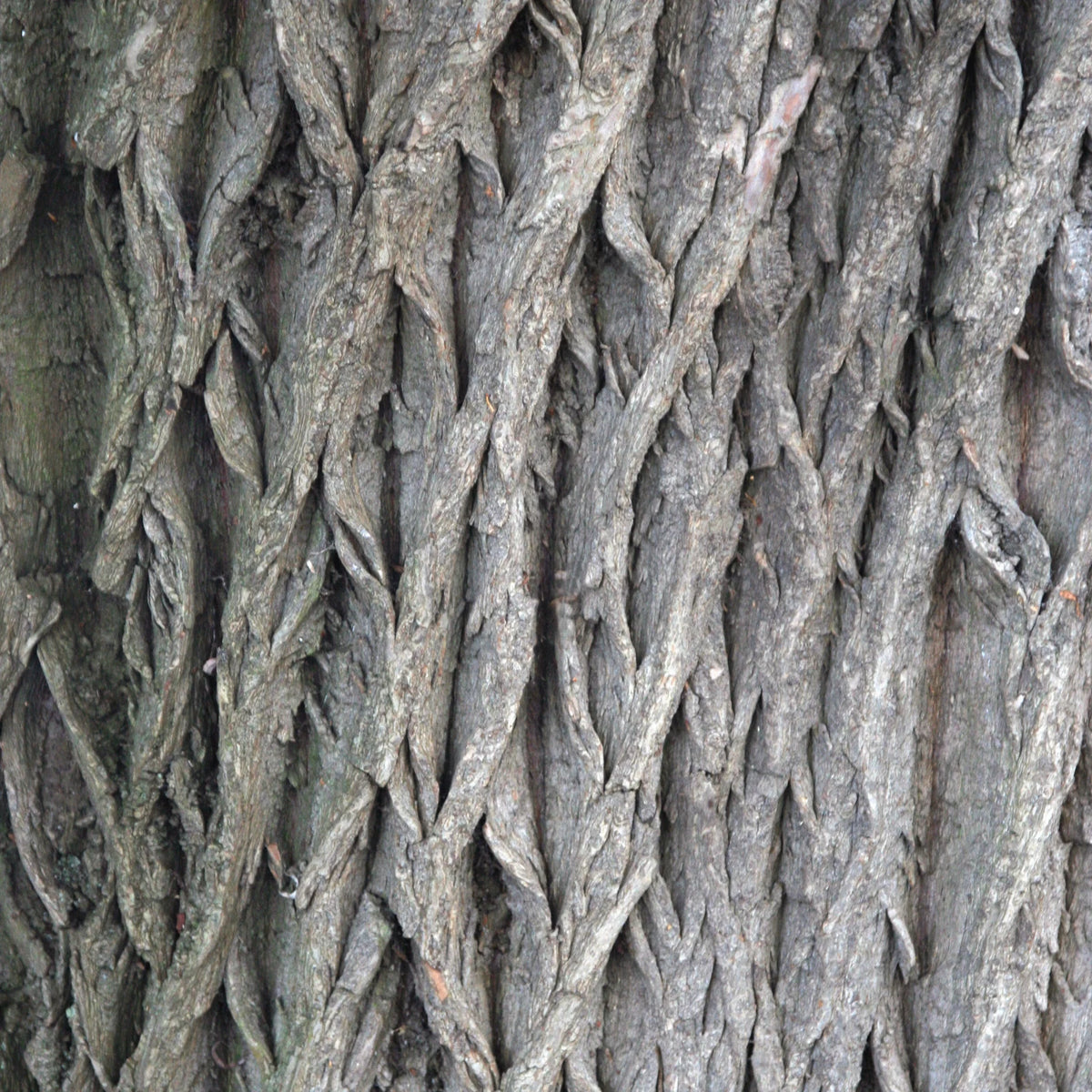 The deeply ridged grey bark of a willow tree close up